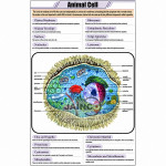 Animal Cell Chart